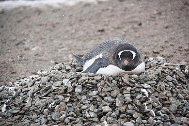 大明星尼古拉斯凯奇正式加入《黎明杀机》